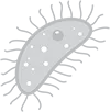 Bacteria